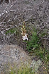 Disa crassicornis