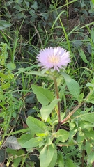 Centaurea pullata