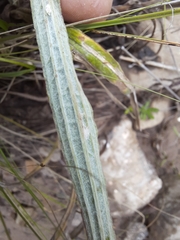 Helichrysum pallidum