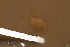 Triops cancriformis