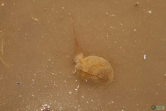 Triops cancriformis