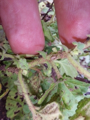 Hermannia malvifolia