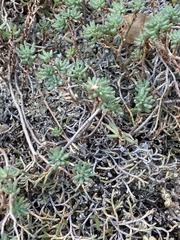 Sedum havardii