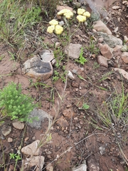 Helichrysum pallidum