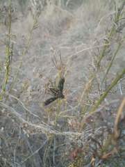 Macrocondyla lugubris