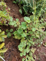 Hermannia malvifolia