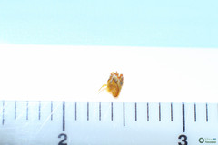 Polyommatus