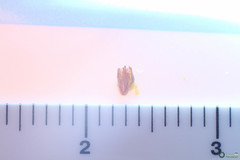 Polyommatus