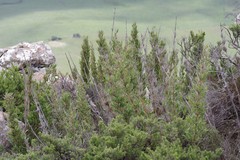 Bergbambos tessellata