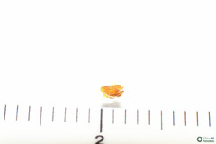 Polyommatus