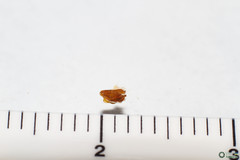 Polyommatus