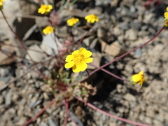 Leptosyne hamiltonii