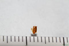 Polyommatus