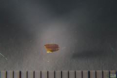 Polyommatus