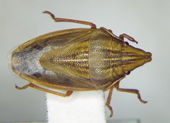 Aelia acuminata