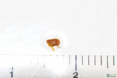 Polyommatus