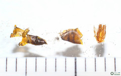 Polyommatus