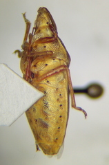 Aelia acuminata