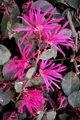 Loropetalum chinense