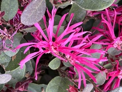 Loropetalum chinense