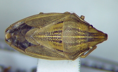 Aelia acuminata