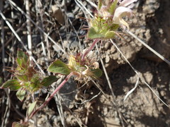 Acanthomintha lanceolata