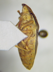 Aelia acuminata