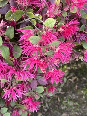 Loropetalum chinense
