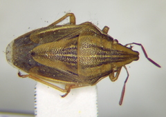 Aelia acuminata