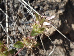 Acanthomintha lanceolata