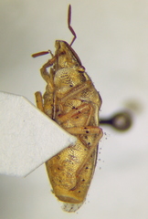 Aelia acuminata