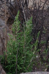 Bergbambos tessellata