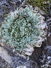 Selaginella pilifera