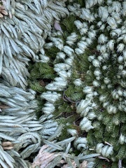 Selaginella pilifera