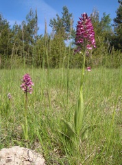 Orchis × hybrida