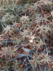 Dracophyllum recurvum