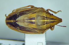 Aelia rostrata