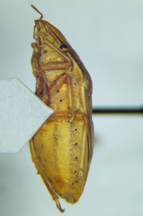 Aelia rostrata