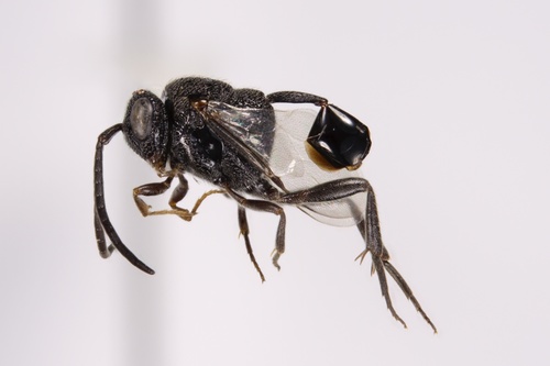 Hyptia harpyoides photo 2