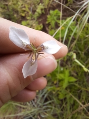 Moraea brevistyla