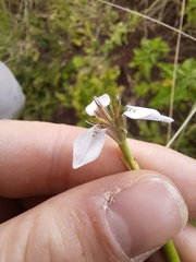 Moraea brevistyla