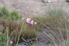 Dierama pulcherrimum