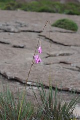 Dierama pulcherrimum