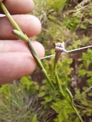 Moraea brevistyla