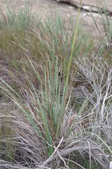 Dierama pulcherrimum
