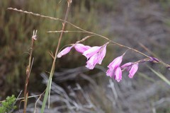 Dierama pulcherrimum