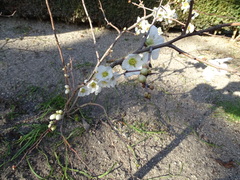 Chaenomeles × superba