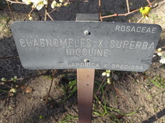 Chaenomeles × superba