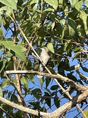 Anthracothorax aurulentus