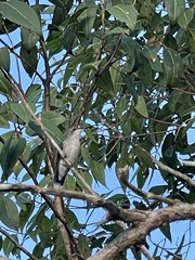 Anthracothorax aurulentus